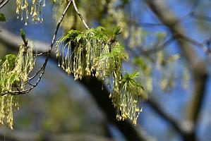 2025-04286696 Mount Auburn Cemetery, MA